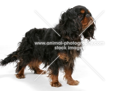 Champion King Charles Spaniel