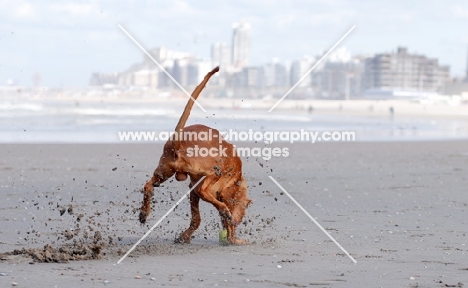 Pharaoh Hound on beach