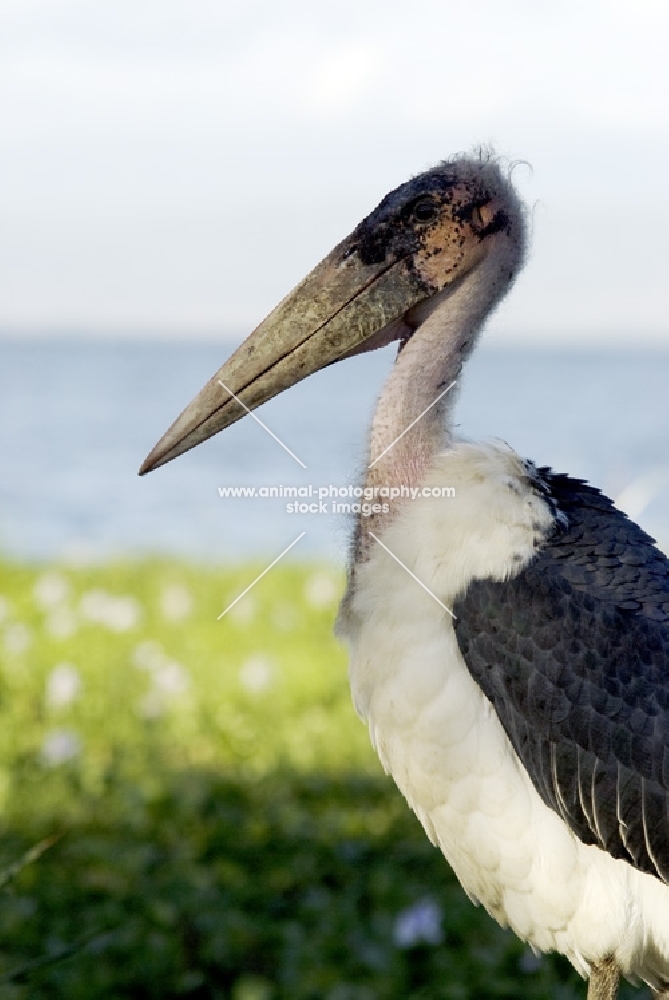 marabou stork side view