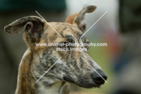 brindle Lurcher, portrait