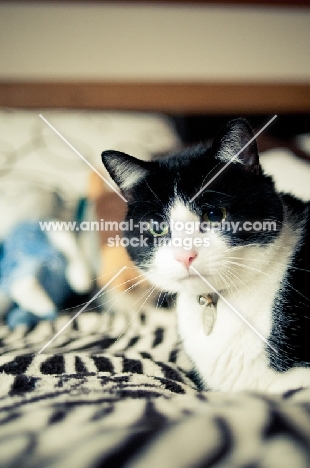 non pedigree cat on zebra rug