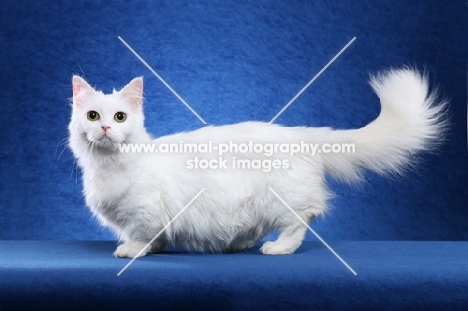 Napoleon cat standing on blue background