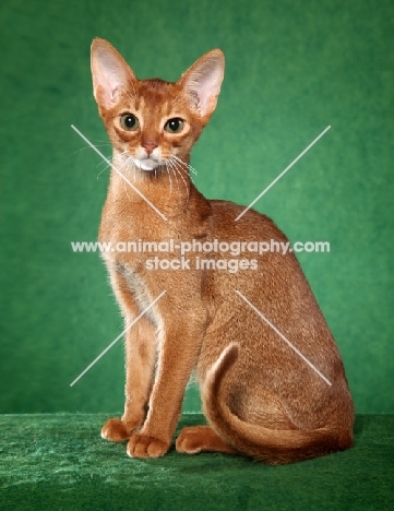 young Abyssinian