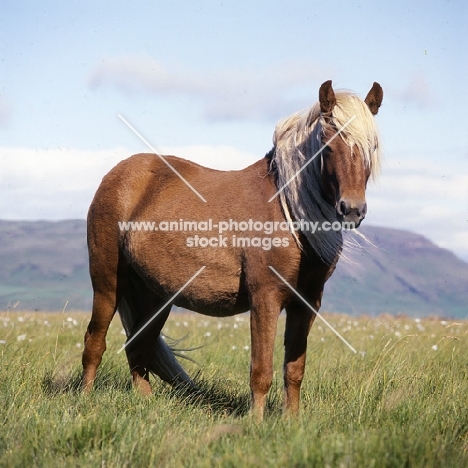 Iceland Horse at Olafsvellir