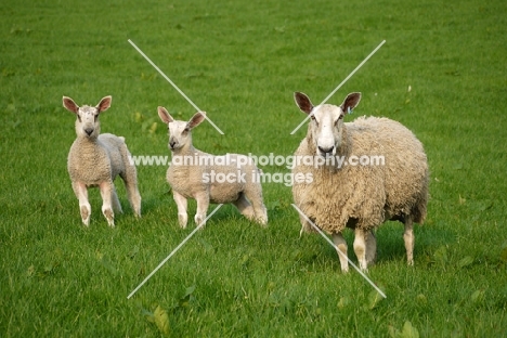 Bluefaced Leicester ewe and lambs