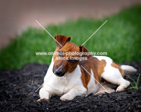Jack Russell Terrier looking at camera with head turned