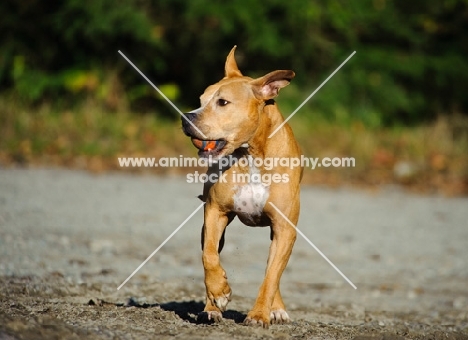 American Pit Bull Terrier running