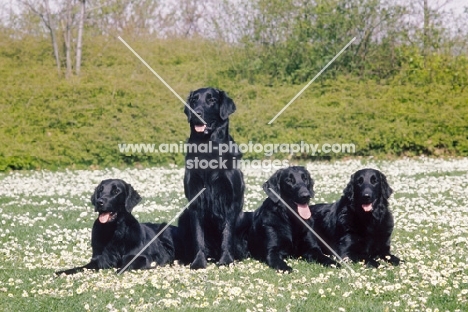 four Flat Coated Retrievers