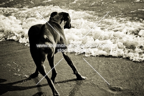 Boxer dodging waves