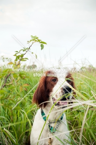 Irish red and white setter amongst greenery