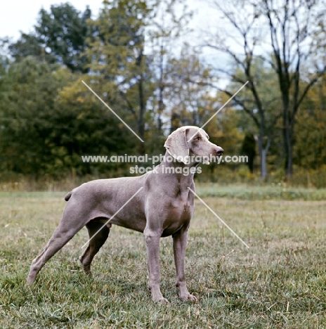 am ch gronbach's ace of cumberland,  weimaraner on grass in usa