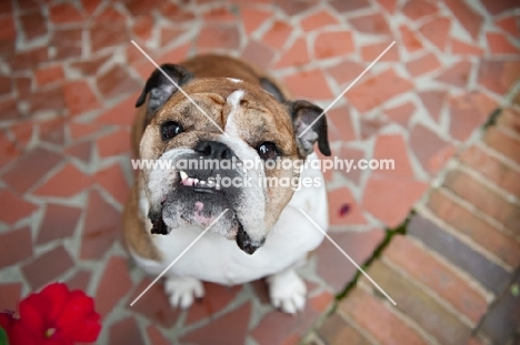 english bulldog looking up