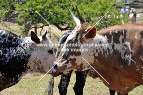 Nguni Cattle