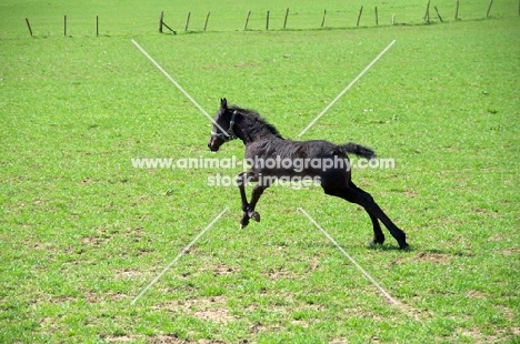 Friesian foal, running