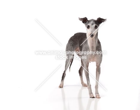Italian Greyhound on white background