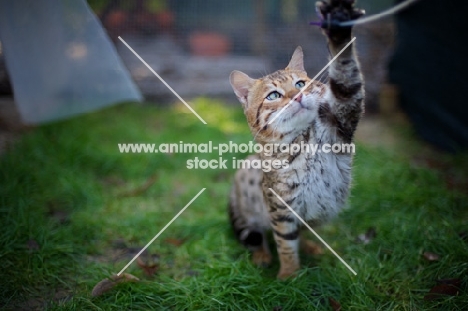 outdoor shot of a male Bengal cat playing with a cat toy