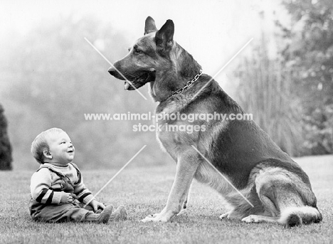 Trained German Shepherd Dog with toddler