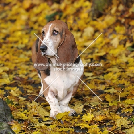elderly basset hound standing in yellow autumn leaves
