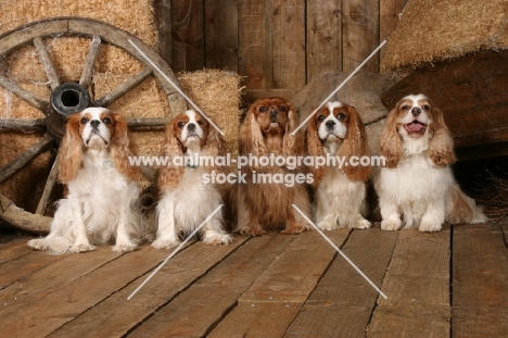 five Cavalier King Charles Spaniels in a barn