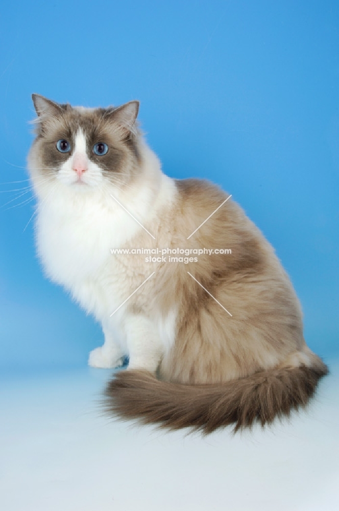 blue bi-colour ragdoll cat, looking at camera