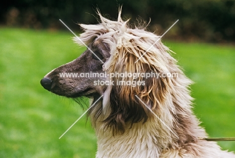 afghan hound head portrait