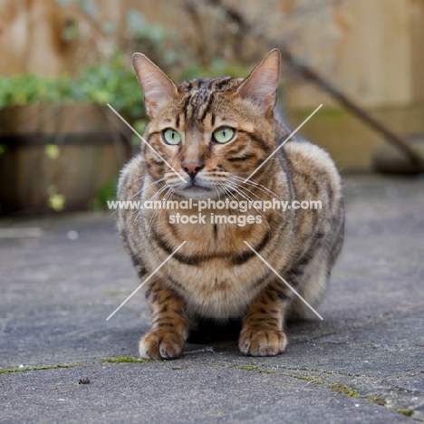 handsome Bengal cat sitting in garden