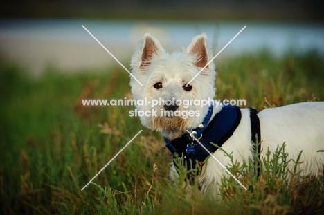 West Highland White Terrier in grass