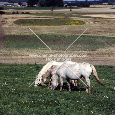 stallion, mare and foal knabstrups grazing in line