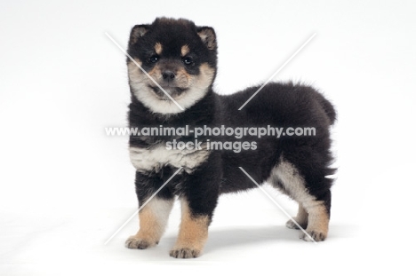 Shiba Inu puppy, black and tan colour, standing