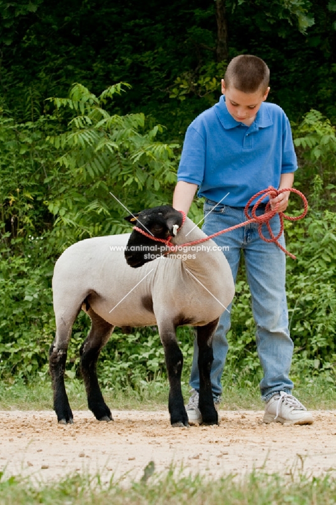 Boy standing with his show groomed and fitted Suffolk sheep.