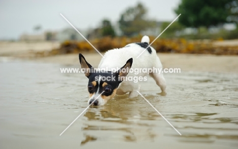 Toy Fox Terrier