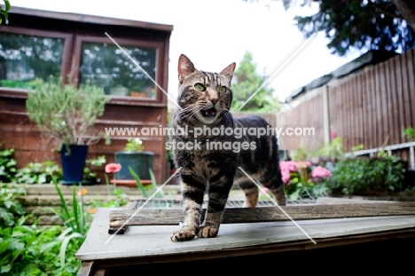 Tabby cat meowing in garden