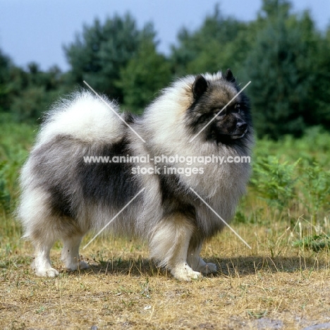 ch neradmik jupiter, keeshond, CC breed record holder