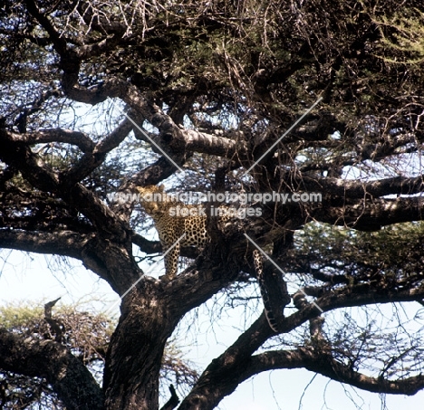 leopard standing in a tree in east africa