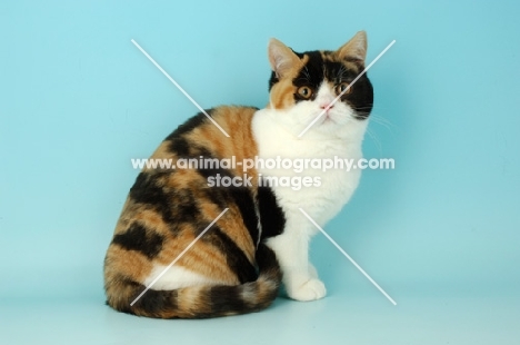 british shorthair, bi-coloured tortie and white