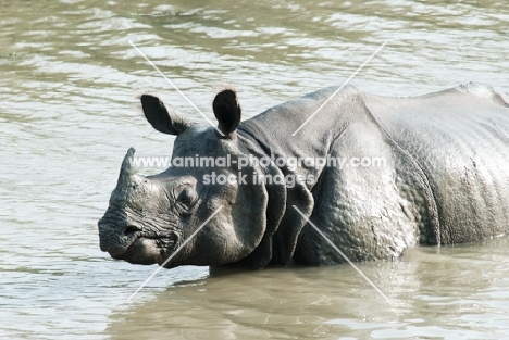 indian rhino bathing in Asia