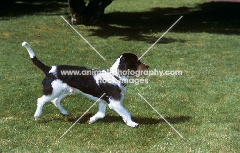 berner niederlaufhund, rauhaar, trotting across grass