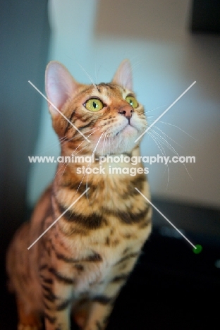 bengal cat sitting and looking up