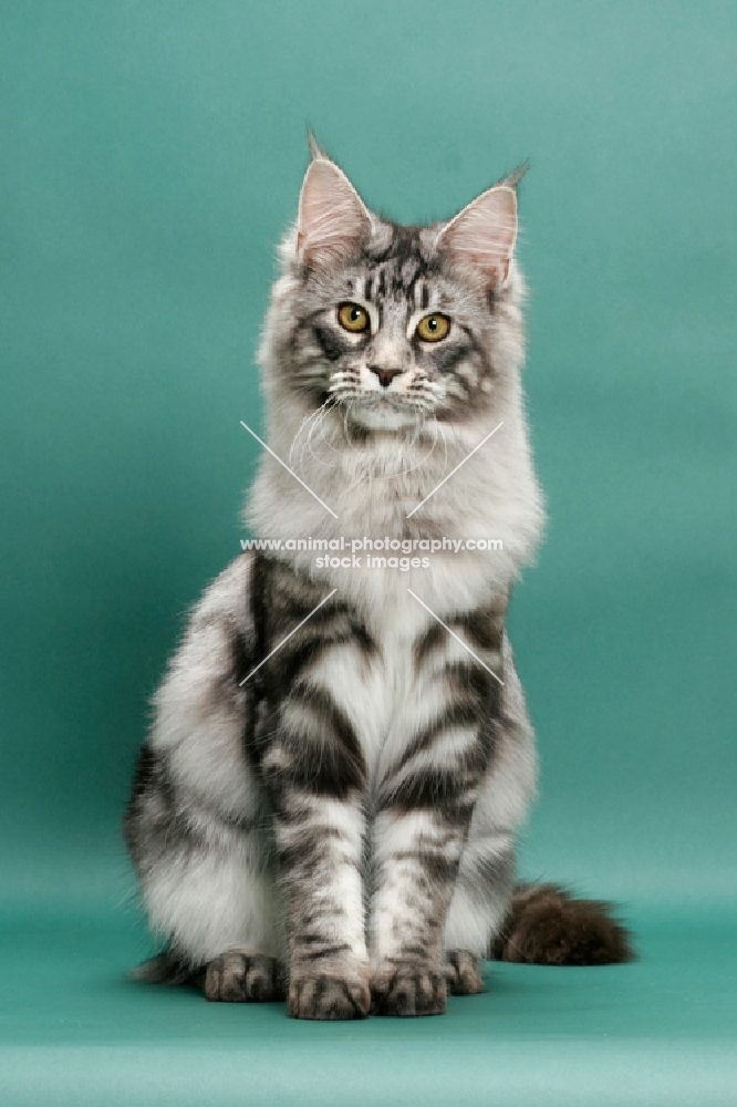 Silver Classic Tabby Maine Coon, sitting front view on green background