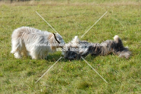 Bearded Collies playing with stick