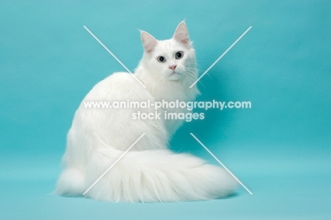 young white Maine Coon sitting down on blue background