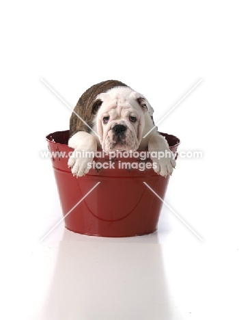 young bulldog sitting in bucket