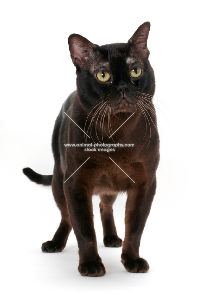 sable Burmese cat standing on white background, front view