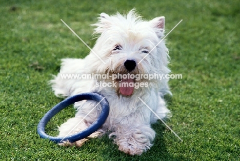west highland white terrier with toy