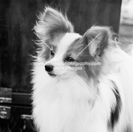 a papillon, portrait