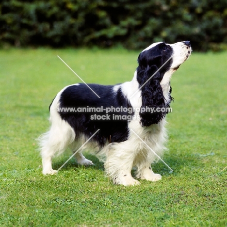 champion english cocker spaniel standing on grass