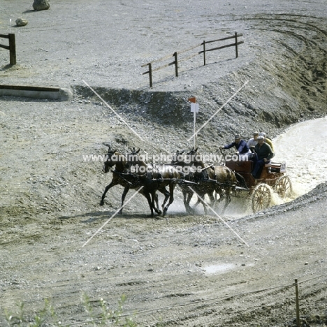 mats allvik (sweden) at quarry zug 1981, swedish horses
