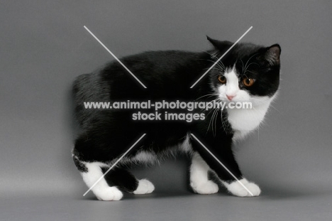 black and white Manx cat