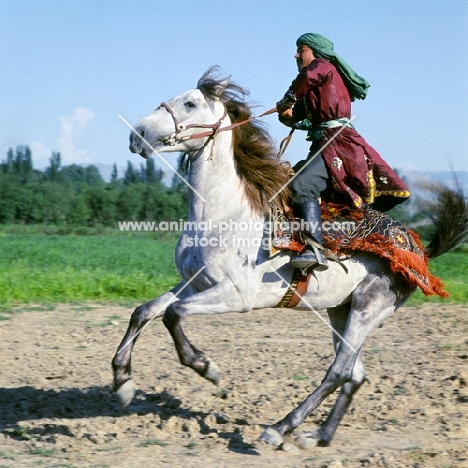 lokai stallion with decorated bridle and blanket being stopped, dushanbe, rider in traditional clothes
