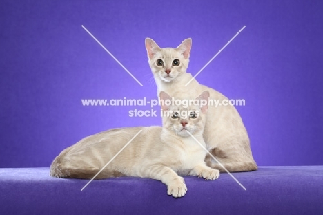 two young Australian Mist cats on periwinkle background